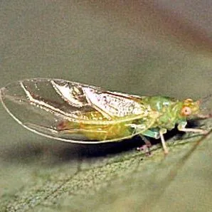 thumbnail for publication: Red Bay Psyllid, Trioza magnoliae (Ashmead) (Insecta: Hemiptera: Sternorrhyncha: Psyllidae)